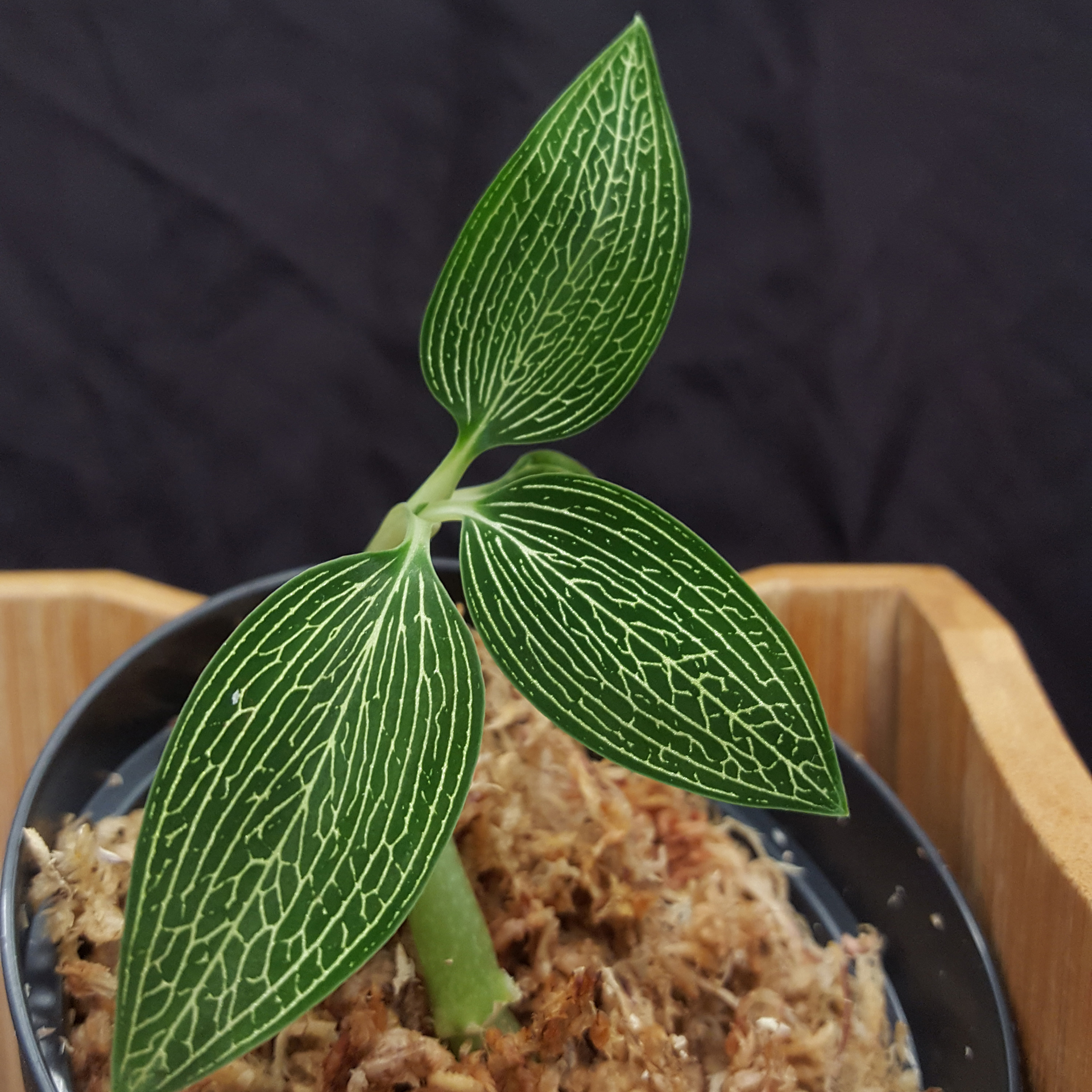 Ludisia discolor 'Silvergreen' rare variety!